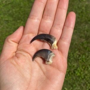 Wolf & Bear Claws